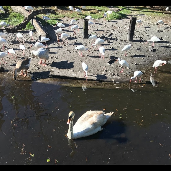 Meet your Posher, Fashion_SWAN - Picture 2 of 3